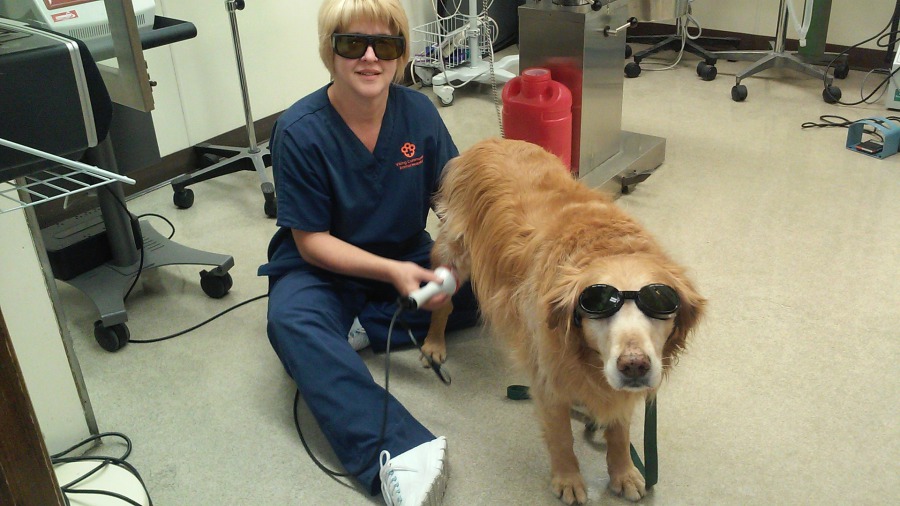 Companion Laser Therapy Hilliard Vet and Animal Hospital